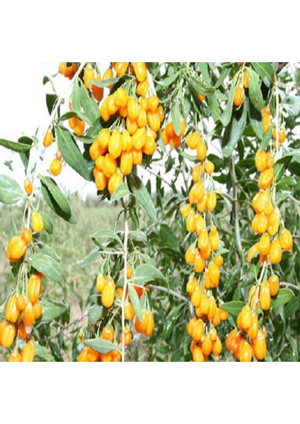 Amber Sweet Altuni Sarı Goji Berry Tohumu (1000 Tohum)