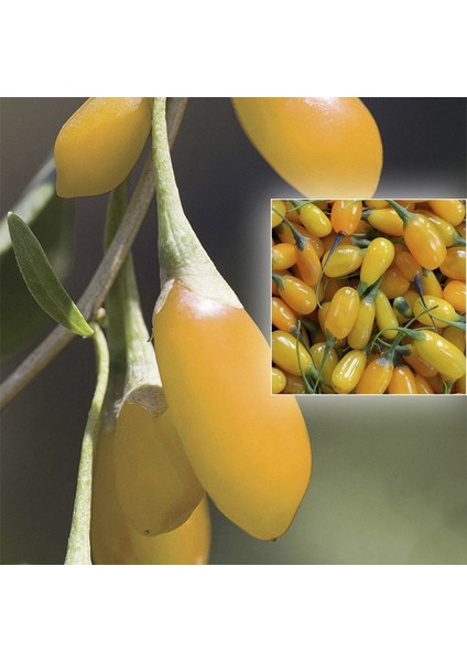Amber Sweet Altuni Sarı Goji Berry Tohumu (1000 Tohum) fiyatları