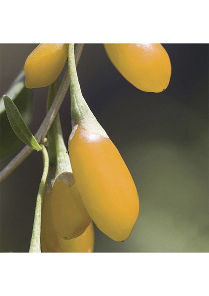 Amber Sweet Altuni Sarı Goji Berry Tohumu (1000 Tohum) modelleri