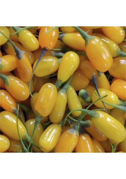 Amber Sweet Altuni Sarı Goji Berry Tohumu (1000 Tohum) fırsatları