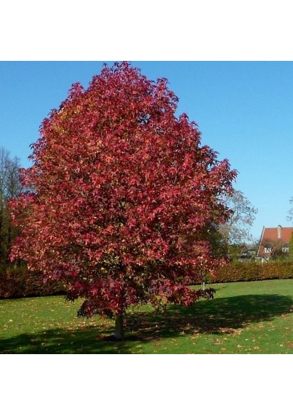 Liquidambar Styraciflua Amerikan Sığlası Tohumu (10 Tohum) fırsatları