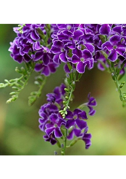 Özel Çeşit Duranta Erecta Ağaç Menekşesi Tohumu (5 Tohum)