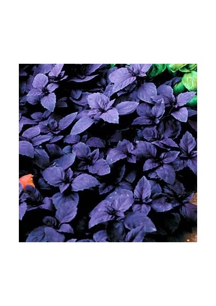 Koyu Opal Siyah Tatlı Fesleğen Tohumu(100 Tohum)