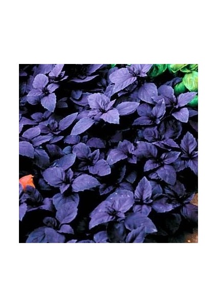 Koyu Opal Siyah Tatlı Fesleğen Tohumu(100 Tohum) indirimleri