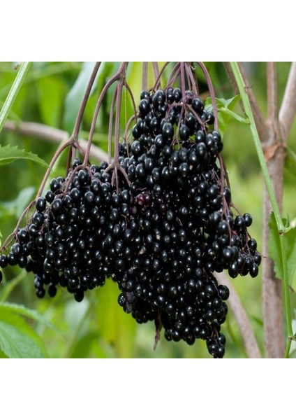Doğal Karamürver Tohumu (4 Tohum) fiyatları
