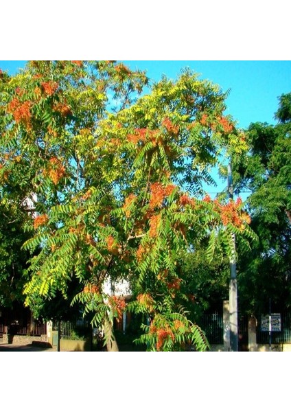 Soğuklara Dayanıklı Ailanthus Altissima Ağacı Tohumu (10 Tohum)