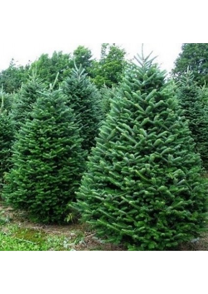 Abies Nordmanniana Göknar Ağacı Tohumu (20 Tohum)