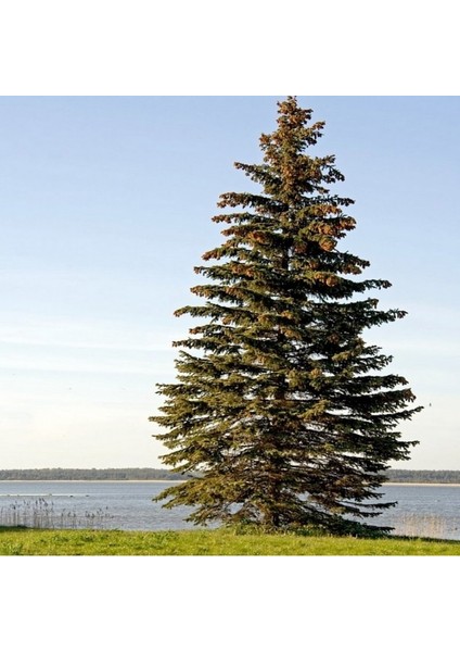 Picea Abies Batı Ladini Tohumu (20 Tohum) modelleri