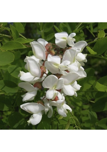 Yoğun Kokulu Beyaz Çiçekli Akasya Tohumu (5 Tohum) fiyatları