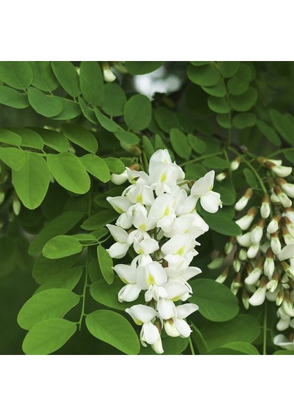 Yoğun Kokulu Beyaz Çiçekli Akasya Tohumu (5 Tohum) modelleri