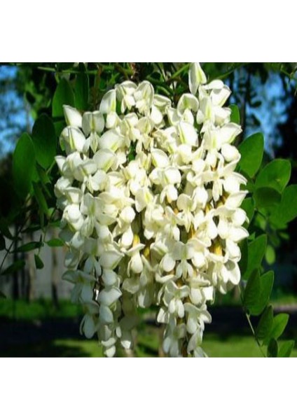 Yoğun Kokulu Beyaz Çiçekli Akasya Tohumu (5 Tohum) indirimleri