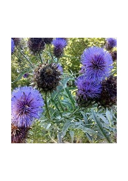 Kenger Otu(Cynara Cardunculus) Tohumu(5 Tohum)