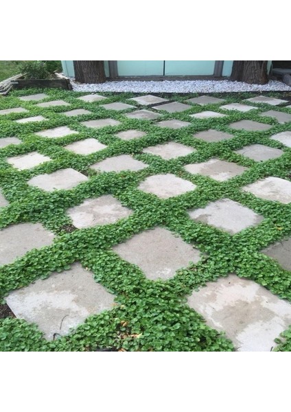Dona Dayanıklı Dichondra Repens Fare Kulağı Tohumu(100 Gram)