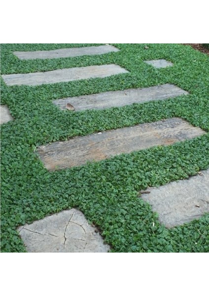 Dona Dayanıklı Dichondra Repens Fare Kulağı Tohumu(100 Gram) modelleri