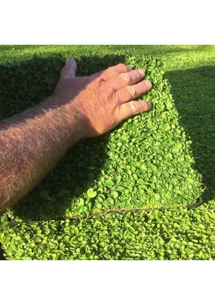 Dona Dayanıklı Dichondra Repens Fare Kulağı Tohumu(100 Gram) indirimleri