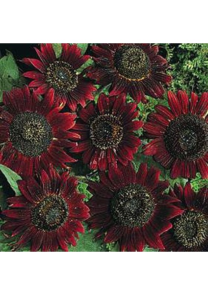 Dark Red Ayçiçeği Tohumu(10 Tohum)