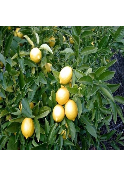 Yediveren Limon Tohumu (3 Tohum)