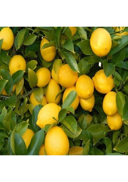 Yediveren Limon Tohumu (3 Tohum) fiyatları