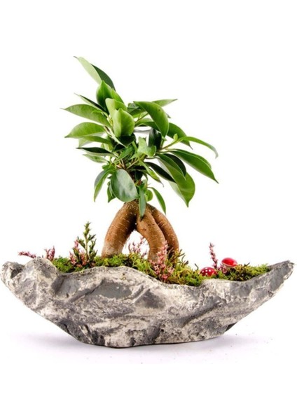 Kaya Saksıda Bonsai