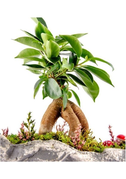 Kaya Saksıda Bonsai fiyatları