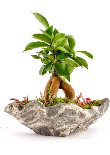 Kaya Saksıda Bonsai modelleri