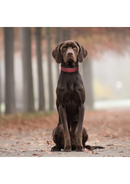 El İşçiliği Hakiki Deri Köpek Tasması