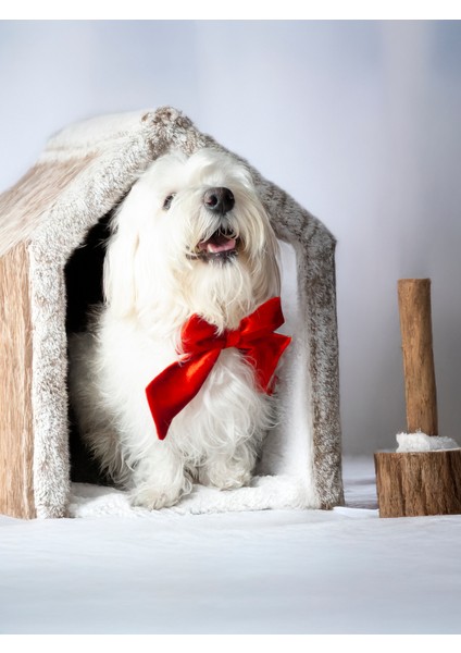 Köpek Fiyonklu Boyun Tasması