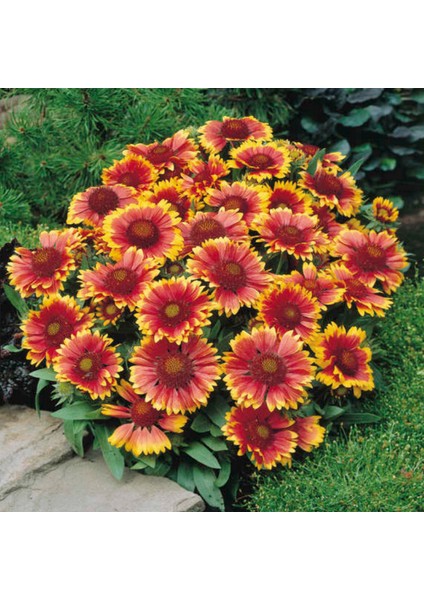 Karışık Renkli Gayret Çiçeği Tohumu (100 Gram) indirimleri