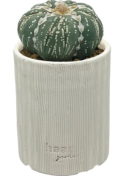 Astrophytum Asterias V Type Fukuryo