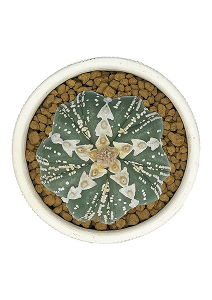Astrophytum Asterias V Type Fukuryo fiyatları