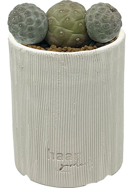 Tephrocactus Geometricus