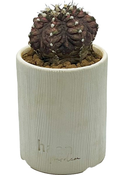 Gymnocalcium T-Rex Variegata