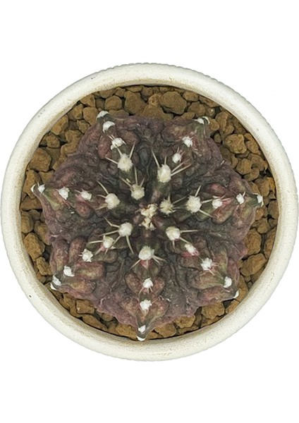 Gymnocalcium T-Rex Variegata