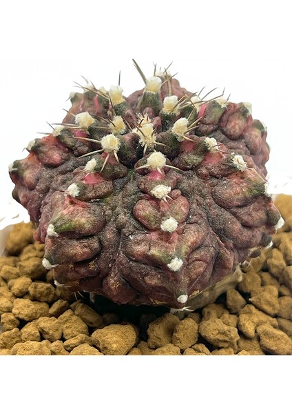 Gymnocalcium T-Rex Variegata