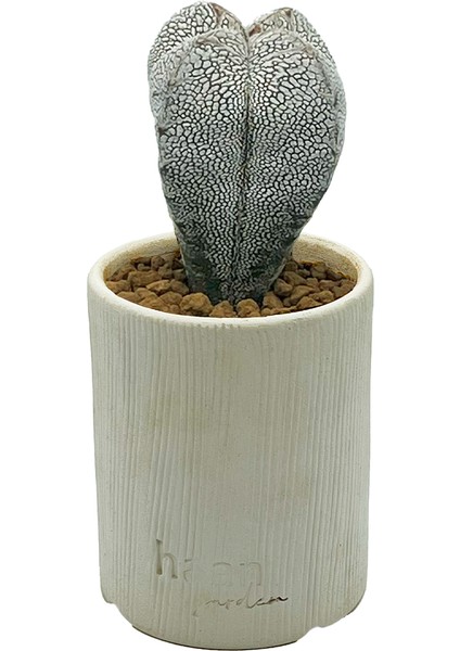 Astrophytum Myriostigma Onzuka V Type