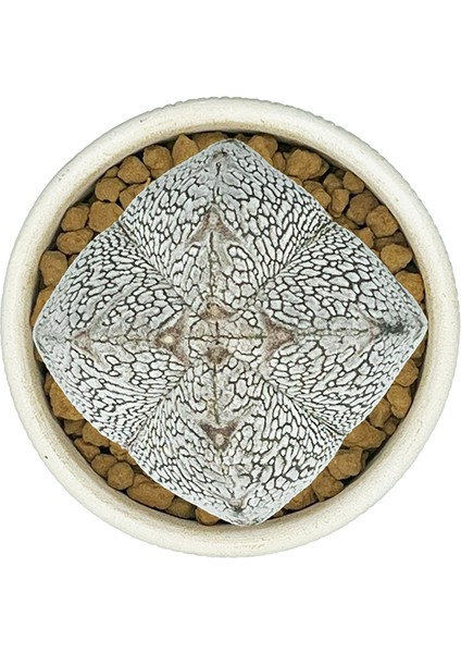 Astrophytum Myriostigma Onzuka V Type fiyatları