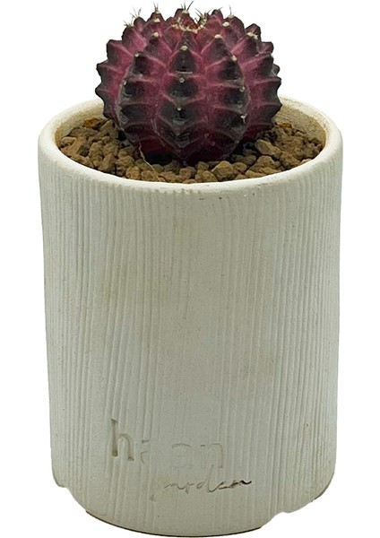 Gymnocalcium Neon Variegata