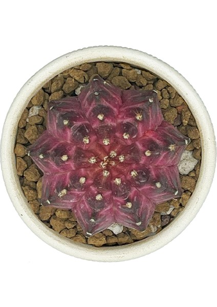 Gymnocalcium Neon Variegata fiyatları