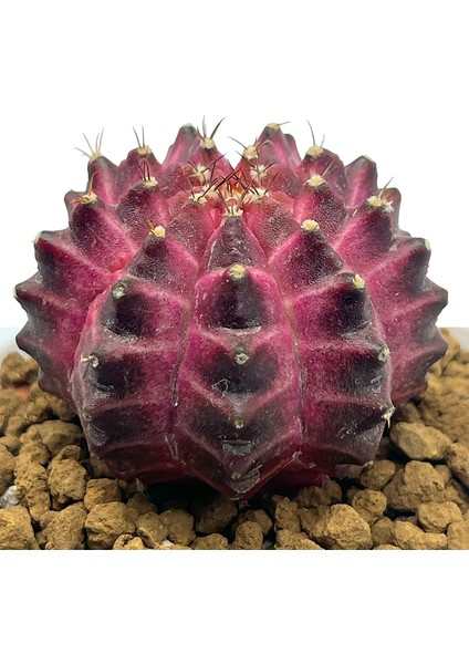 Gymnocalcium Neon Variegata modelleri
