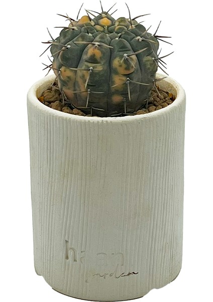 Gymnocalycium Ochoterenae Variegated