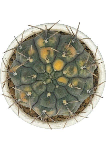 Gymnocalycium Ochoterenae Variegated fiyatları