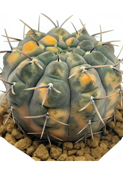 Gymnocalycium Ochoterenae Variegated modelleri