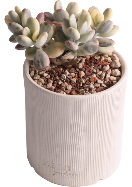 Echeveria Orbiculata Vary - Sukulent