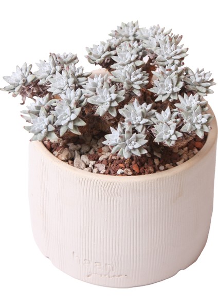 Echeveria Doodleya - Sukulent