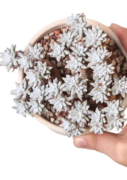 Echeveria Doodleya - Sukulent modelleri