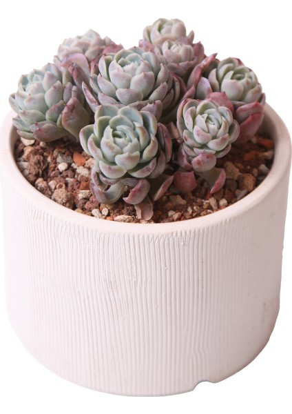 Echeveria Berry Red Colour - Sukulent fiyatları