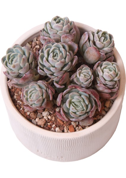 Echeveria Berry Red Colour - Sukulent modelleri
