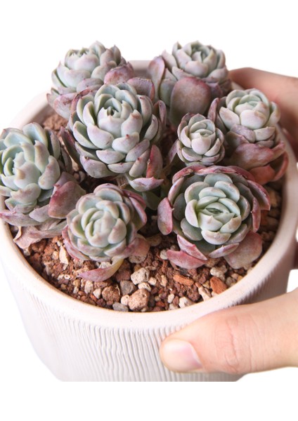 Echeveria Berry Red Colour - Sukulent fırsatları