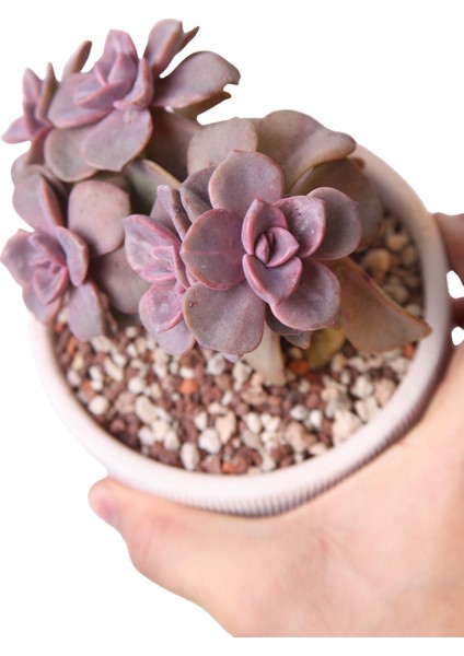 Echeveria Mrs Richards - Sukulent