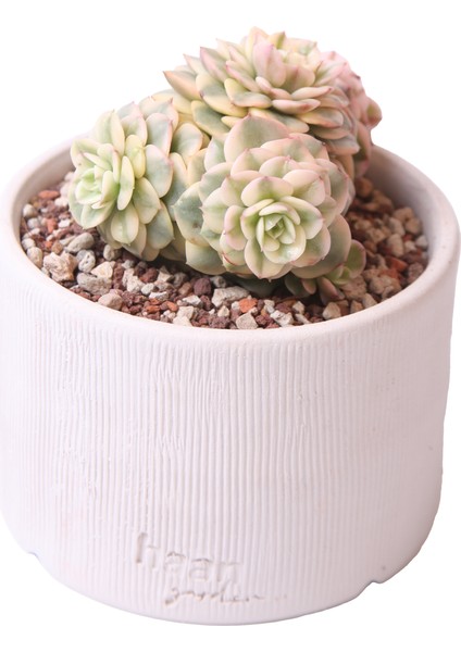 Echeveria Rolly Variegata - Sukulent